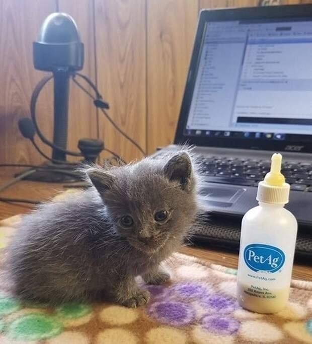 Котенок и бутылочка