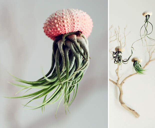 1. Подвесные кашпо-медузы горшок, дизайн, цветок