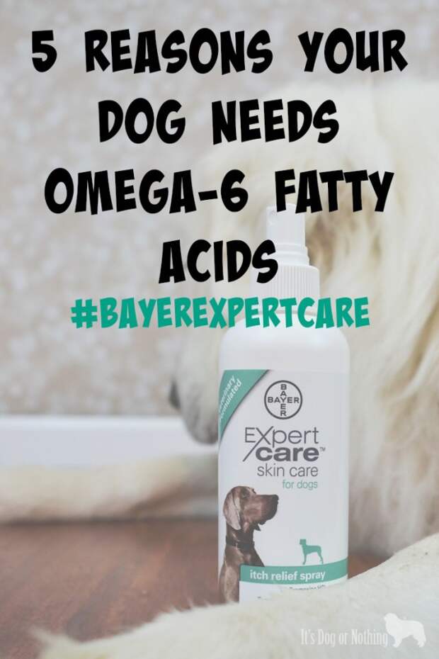 5 Reasons Your Dog Needs Omega-6 Fatty Acids #BayerExpertCare