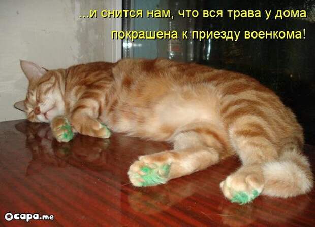 Позитивные котэ (29.05.15)