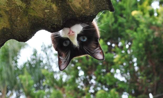 Забавные Животные