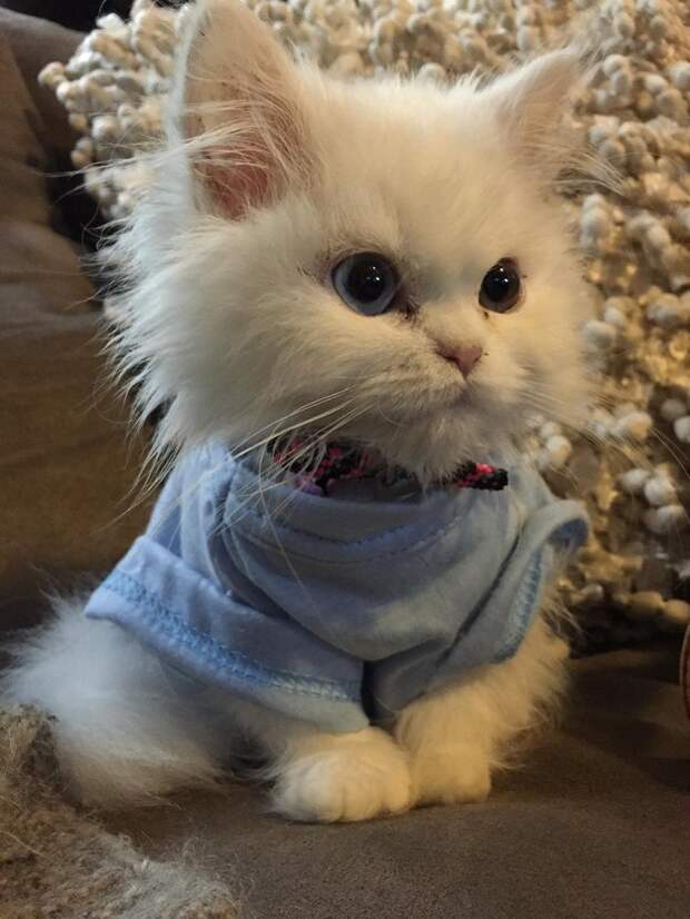 самые милые котята в интернете (5)