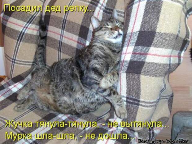 Котоматрицы(картинки с надписями)