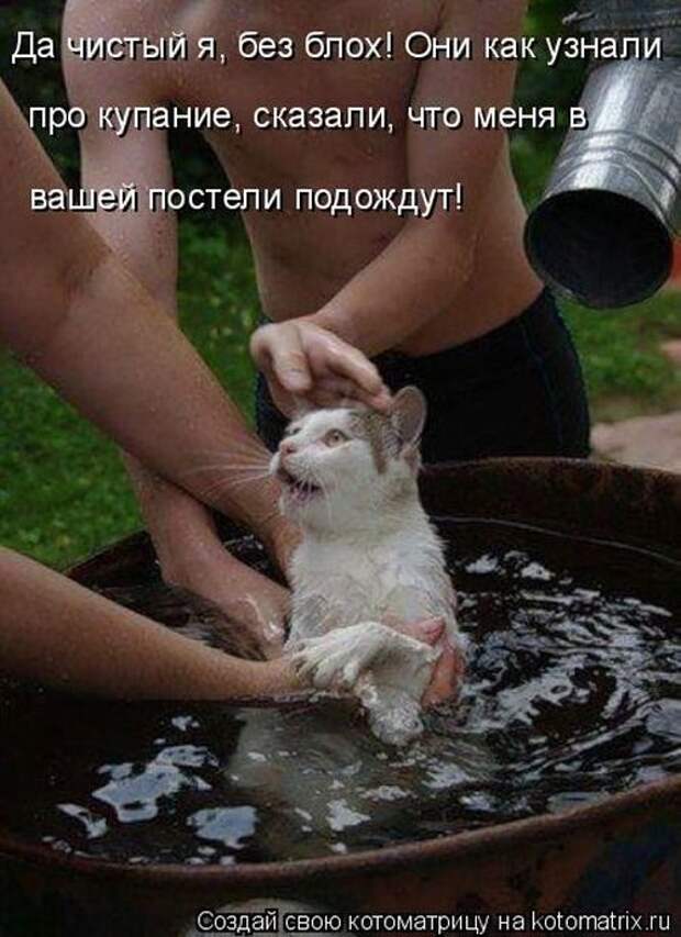 Лучшие котоматрицы недели