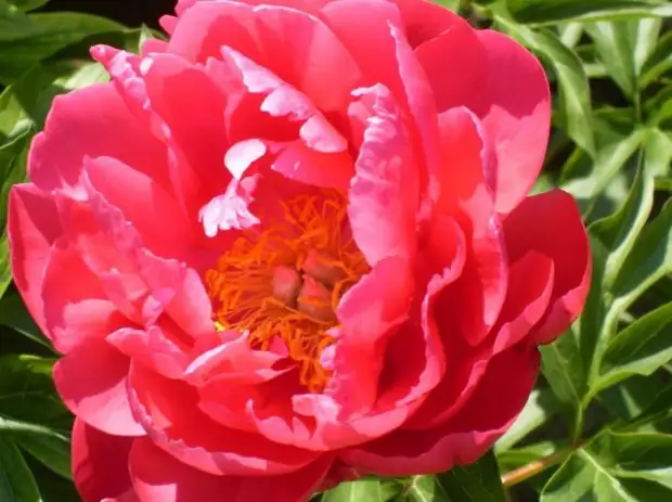 Мсьё в красном: самые лучшие сорта пионов - Огород, сад, балкон ...