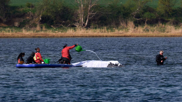 Последняя попытка: в Германии пытаются спасти застрявшего на мели кита Тимми