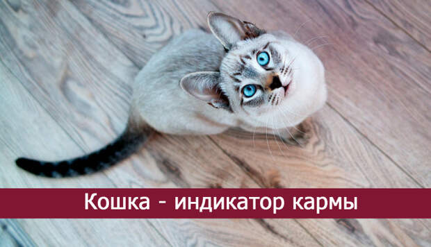 Кошка — индикатор кармы Кошка — индикатор кармы