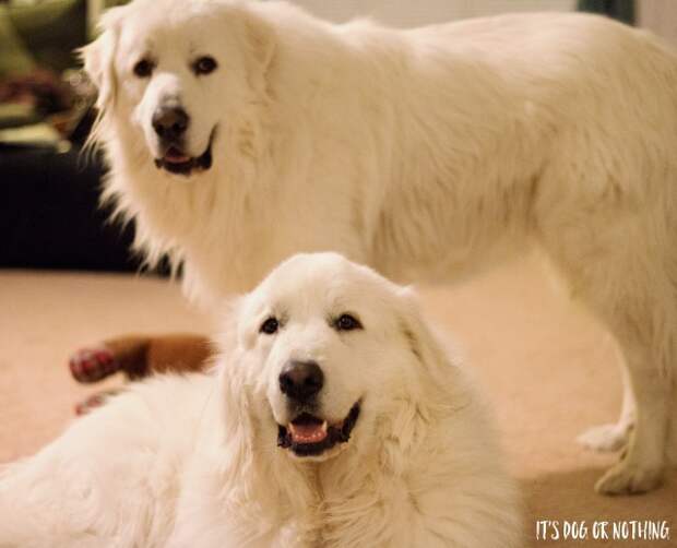 Great Pyrenees