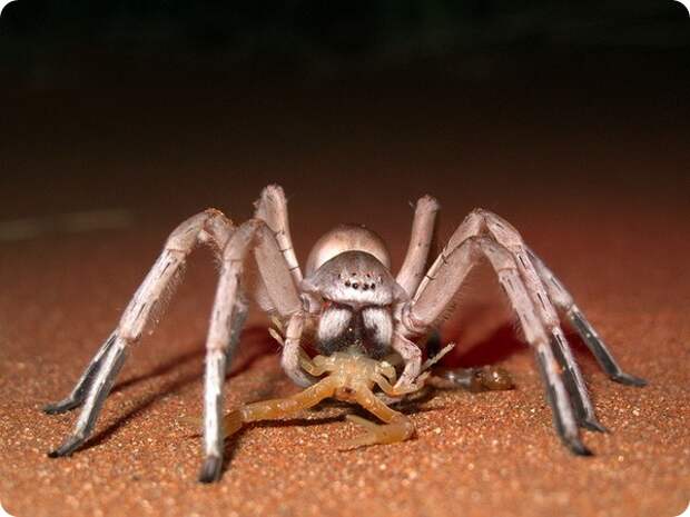 Паук "Белая леди" (лат. Leucorchestris arenicola)