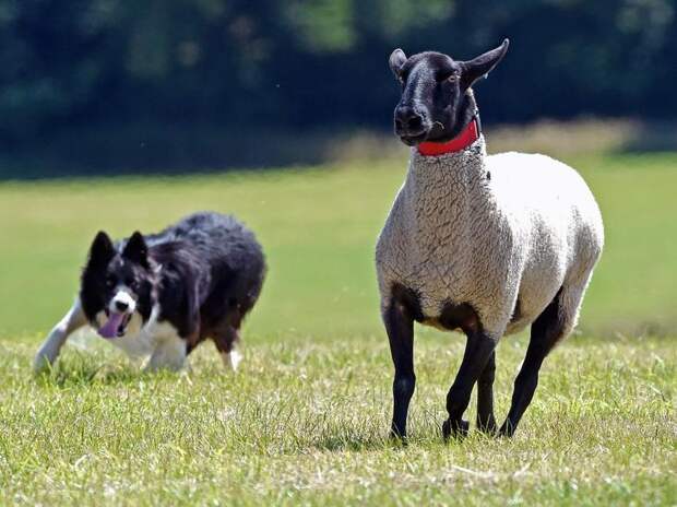 Пастушья собака и овца в Уэльсе