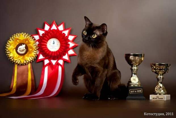 Бурманская кошка, бурма, фото картинка породы кошек изображение