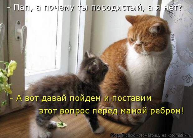Котоматрица: - Пап, а почему ты породистый, а я нет? - А вот давай пойдем и поставим  этот вопрос перед мамой ребром!