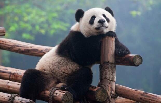 2. Профессиональная панда вакансия, китай, работа