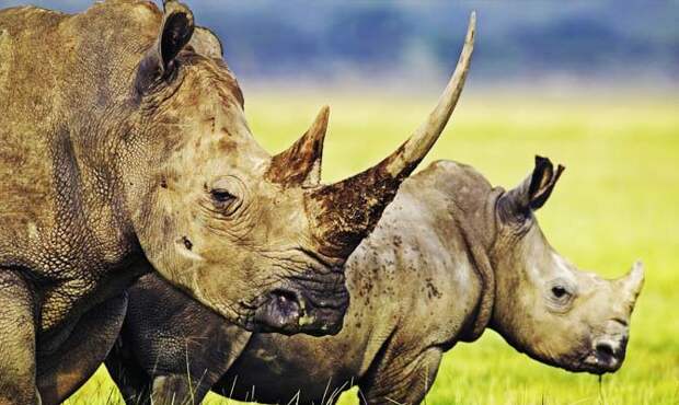 Индийские носороги - интересные факты о млекопитающих