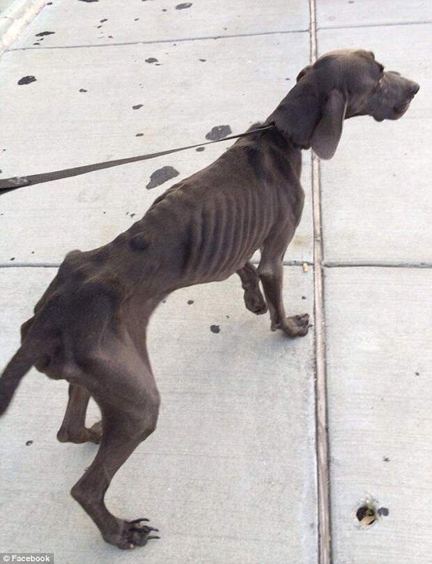 истощённая собака, собака Алекс, dog Alex
