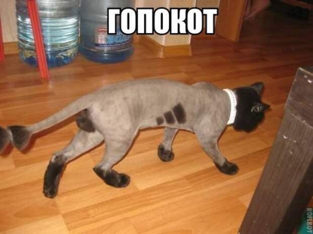 Прикольные фотомемы для отличного настроения (27 шт)