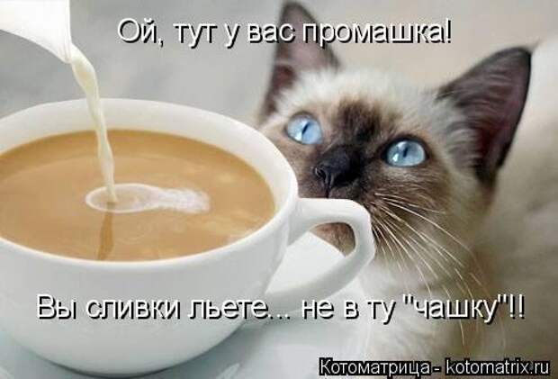 Свежая котоматрица для хорошего настроения (31 фото)