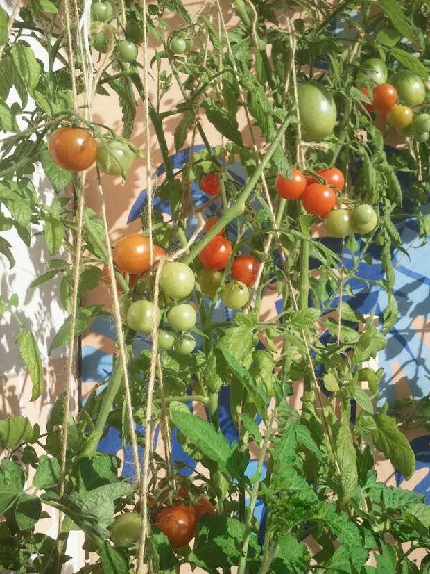 Мой балконный огород своими руками, сделай сам