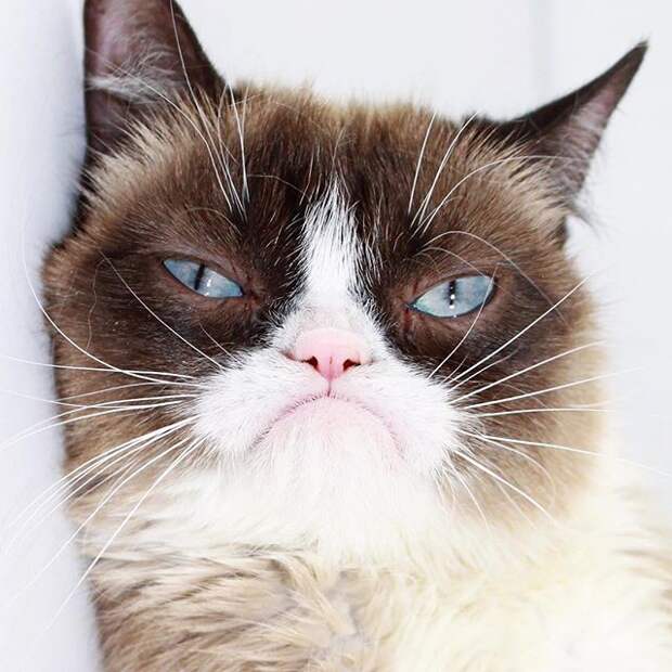 Grumpy cat животные, звёзды, интернет, коты, юмор