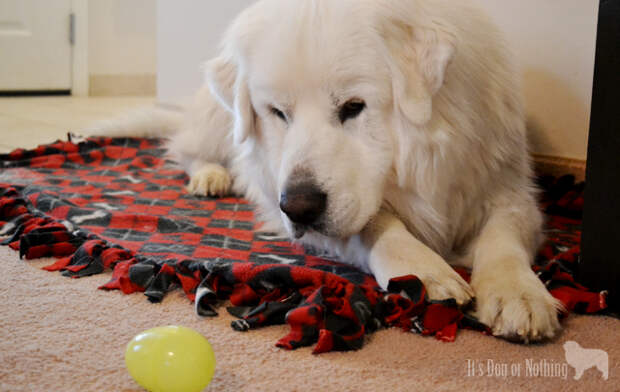 Atka kept knocking the egg away. Yes, I had to move it back to him ;)