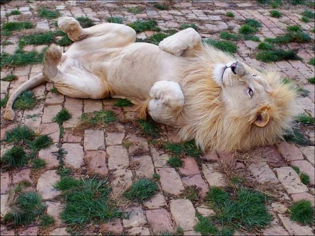 1356549232_funny_animals_02044_014 (700x524, 111Kb)