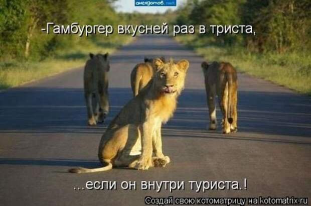 Лучшая котоматрица недели (26 шт)