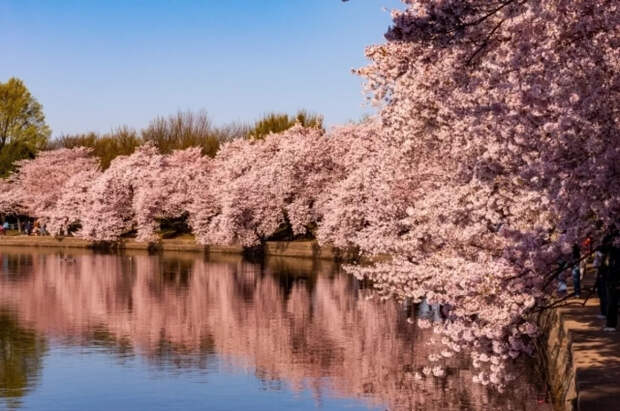 Биолог Татаренко рассказала, можно ли вырастить сакуру у себя на участке