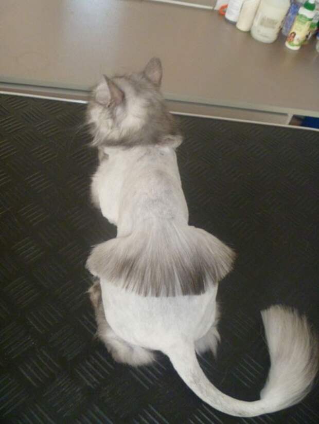 котики остриженные 