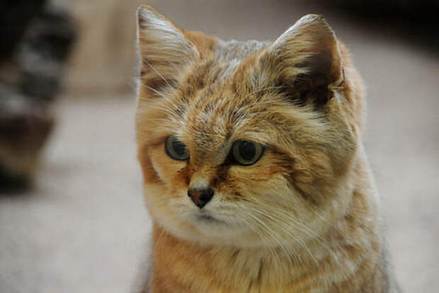 Песочный кот