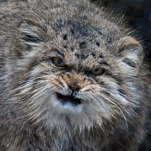 самый экспрессивный манул в мире 
