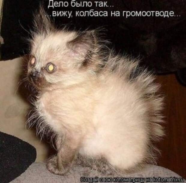 Животные мысли вслух Животные мысли вслух
