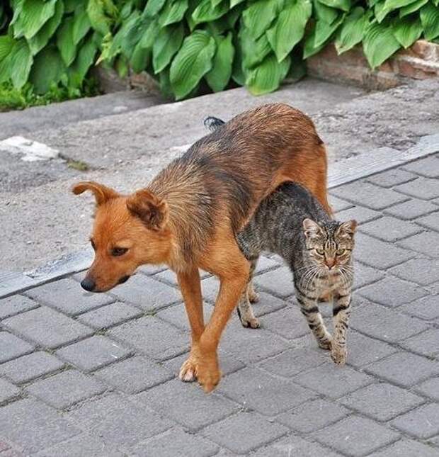 Приколы и позитив
