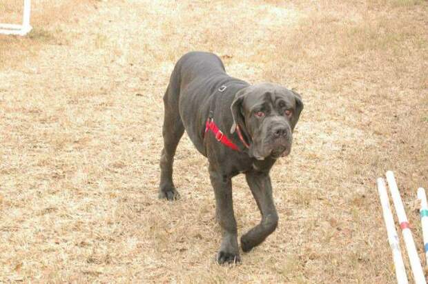 This week on Meet the Giants, we're talking about the Neapolitan Mastiff! Read more for tons of fabulous breed information!
