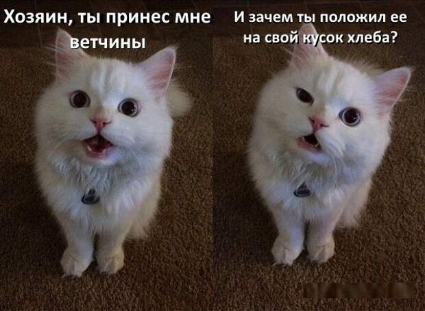 Картинки со смешными подписями картинки, прикол, юмор