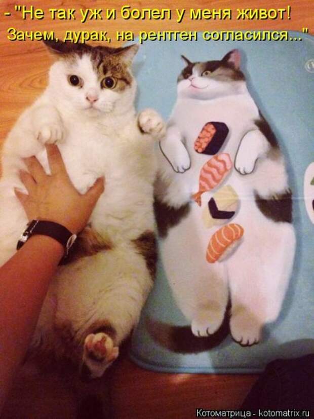 Котоматрица на Бугаге (37 фото)