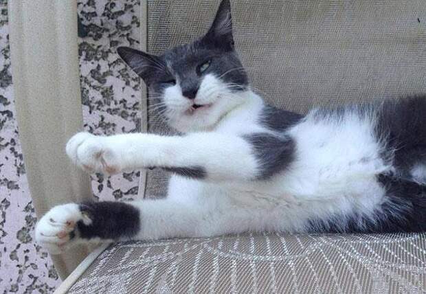 кошка чихает 12