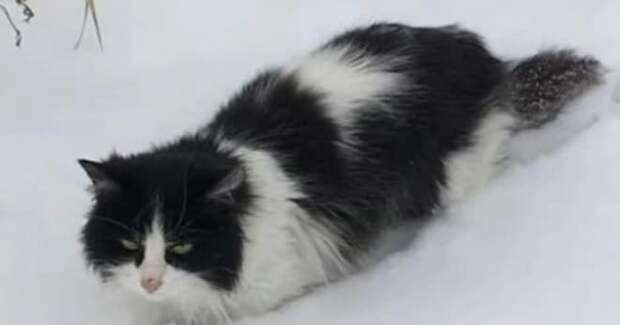 Кошка идет