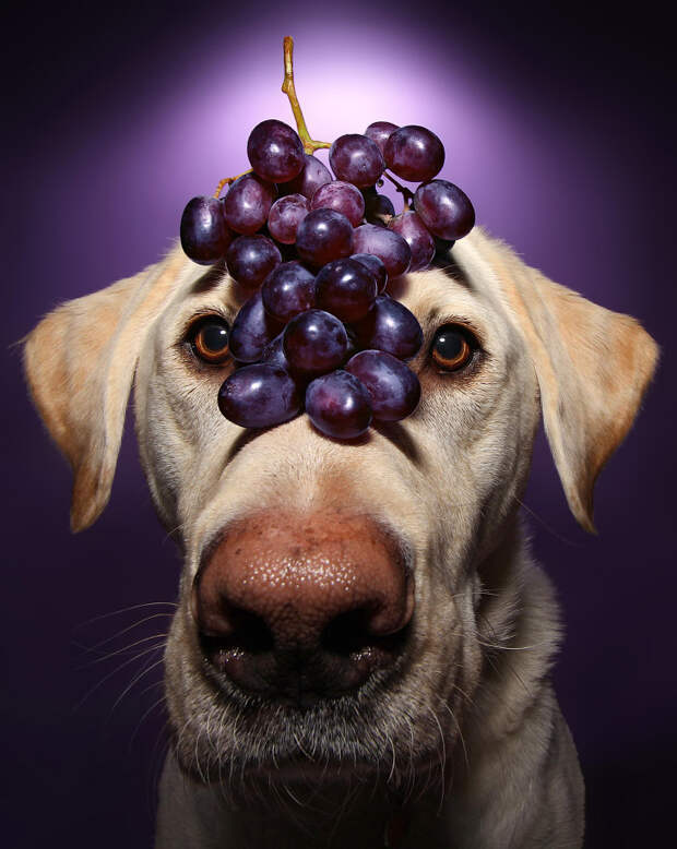 Winston the dog