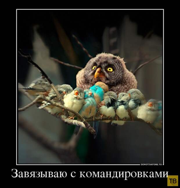 Подборка демотиваторов 14. 10. 2014 (31 фото)
