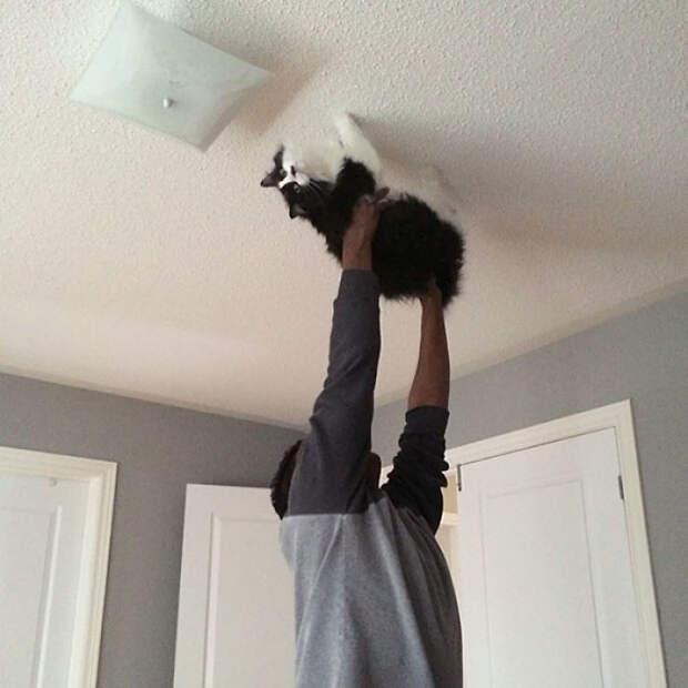 Walked On My Husband Walking The Cat Across The Ceiling While Singing 