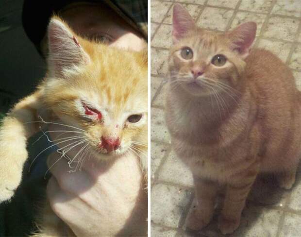 Подборка фотографий спасенных кошек животные, коты