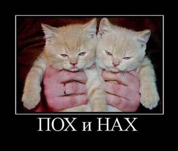 Сборник моих демотиваторов демотиватор, сборник
