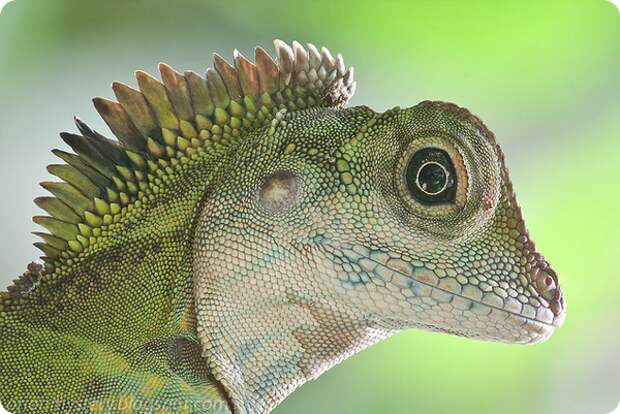 Гоноцефал большой (лат. Gonocephalus grandis)