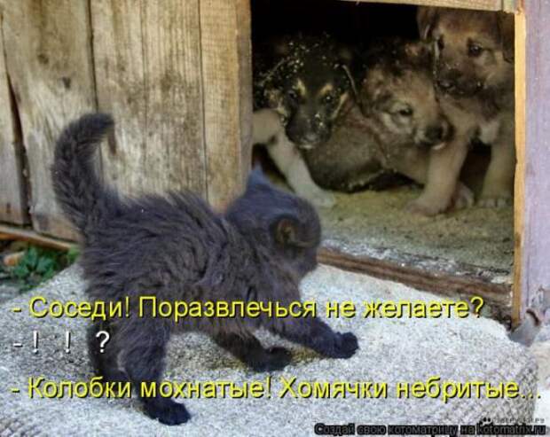 Котоматрицы (картинки с надписями)