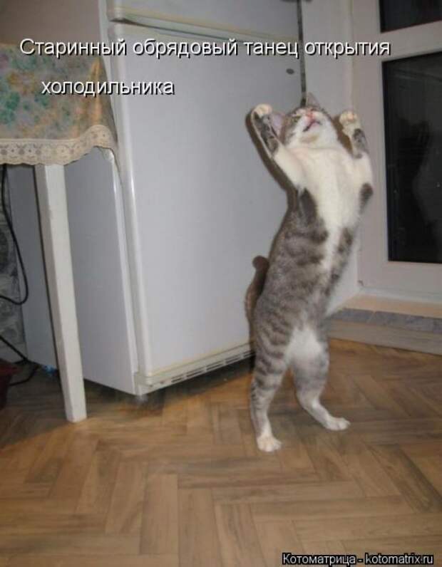 котоматрицы (50 фото)