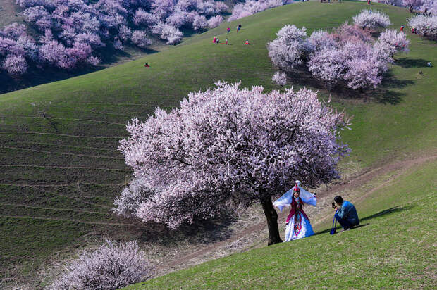 blooming-apricot-valley-yili-china-3