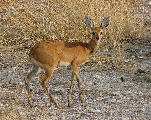 Dik Dik - Contender for cutest animal prize  - Etosha, Namibia