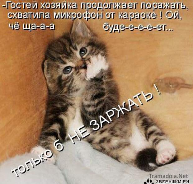 Летняя подборка Котоматриц 2010 - Выпуск 18