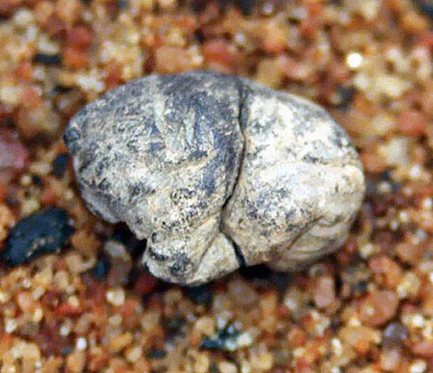 Старая жевательная резинка (5000 лет)
