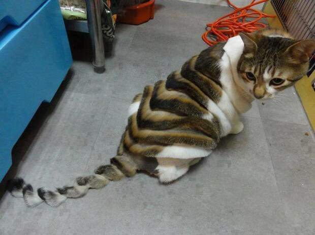 кошка после стрижки 